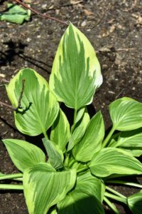 Hosta is a genus of plants commonly known as hostas, plantain lilies and occasionally by the Japanese name, giboshi. They are native to northeast Asia and include hundreds of different cultivars.