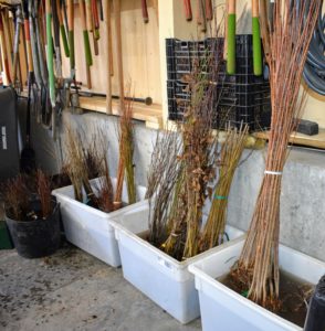 Hundreds of bare-root cuttings from JLPN arrived including maple trees, black locusts, hornbeams, Cotinus, and Parrotias. Each bundle of 25 or 50 cuttings is first inspected for signs of damage, weather-induced stress, and insect or disease infestation before being placed in water. https://jlpnliners.com/