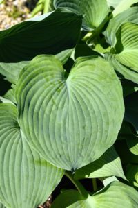 Here is a closer look at a beautiful 'Blue Angel' leaf. Hostas are primarily grown for their ornamental foliage. The stalked, veined, often dense, basal leaves rise up from a central rhizomatous crown to form a rounded to spreading mound of foliage.