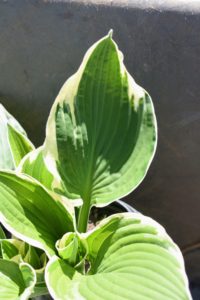 And this cultivar is called ‘Antioch’. ‘Antioch’ is a classic hosta that dates back to the 1920s. This hosta has a medium green center with margins of chartreuse in spring that change to white by June. It’s a vigorous grower that forms a large mound of attractive green and white foliage.