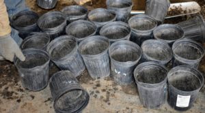 Each pot is laid out ready to be filled. The crew has devised an efficient production line process for potting massive amounts of trees.
