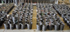 The trees are placed in sections - all neatly organized and identified. Bare-root cuttings are difficult to identify when there are no leaves, so it is important to keep them separated by cultivar.