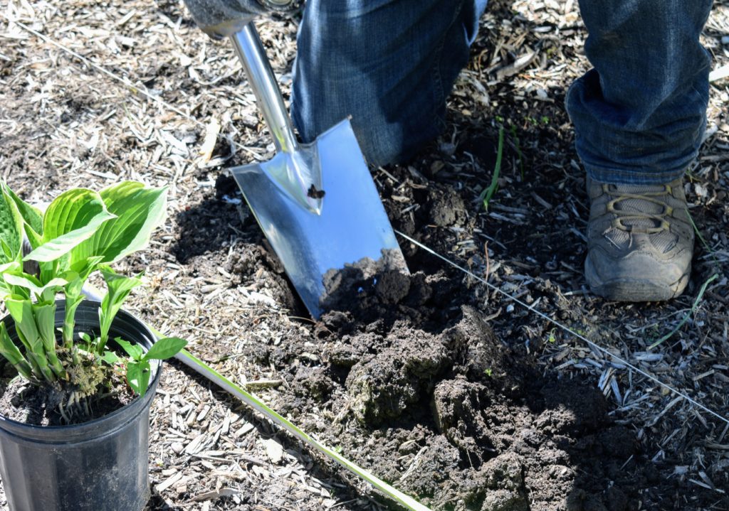 Using Hosta Plants in the Garden, Part 2 - The Martha Stewart Blog