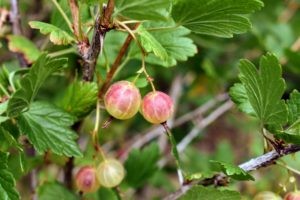 These gooseberries are very dependable and vigorous as growers. They all yield copious clusters of berries every summer.