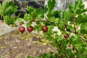 Well-maintained gooseberry bushes can fruit for more than 15-years.