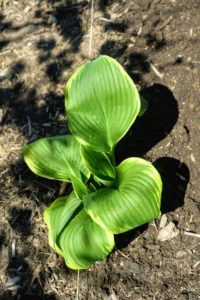 Tuck the hosta into the hole so that it sits at the same depth it did in the pot.
