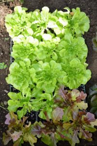 Ryan started these lettuces from seed. It's now crucial to get them into the ground, so they're ready for the upcoming Easter. I always serve fresh vegetables from my gardens at all my holiday gatherings.