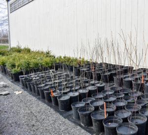 There are now more than a thousand tree seedlings potted and kept in this area. They are all organized by type and kept in sectioned rows for easy identification.