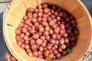 ‘Pixwell’ gooseberries are medium sized pinkish berries that are great for fresh eating or for making pies and jellies. These medium sized, oval-shaped fruits start off pale and become pink when fully ripe.