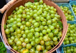 Gooseberries can range from yellow, green, and white to red, purple or nearly black. What is most noticeable in all are the veins in the skin of the fruit. ‘Invicta’ gooseberries are large, sweet, greenish-yellow berries that are delicious for fresh eating, and for making pies and preserves. They are also great for freezing and using later.