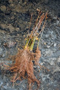 Bare-root plants should not have any mold or mildew. The cuttings should also feel heavy. If they feel light and dried out then the plant probably will not grow.