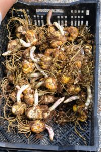 When planting bulbs, take out a small number at a time, so they are not exposed to the sun for too long. Because we are working in a group, we are able to get these in the ground very quickly.