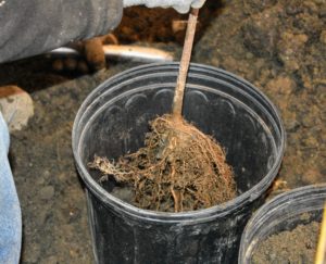 Each bare-root cutting is placed into an appropriately sized pot. If it's in good condition, the plant should sprout leaves in the same year it is planted. If planted in spring, a bare-root plant should have leaves by summer.