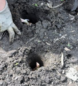 Again, the bulbs are set deep, so the tip of the bulb itself is at least three or four inches beneath the soil.