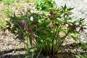 Hellebores and fritillaria, on the left, are emerging all around my shade gardens.