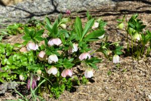 Here are some hellebores by my blog studio. Hellebores come in a variety of colors and have rose-like blossoms. It is common to plant them on slopes or in raised beds in order to see their flowers, which tend to nod.