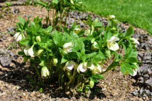 Hellebores are members of the Eurasian genus Helleborus – about 20 species of evergreen perennial flowering plants in the family Ranunculaceae. They blossom during late winter and early spring for up to three months.