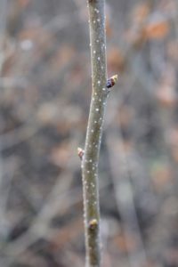 Here is a closeup of one of the young rubber tree trunks with its developing buds.
