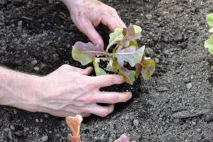 Ryan begins by digging the hole for each plant – it is very easy to plant in raised beds because of the light, fluffy, well-drained soil, which encourages vigorous plant growth.
