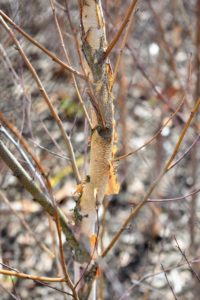 The river birch tree is deciduous and often grows into multiple trunks with its interesting exfoliating bark.