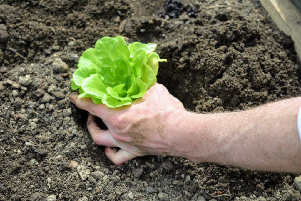 Raised Bed Gardening in My Vegetable Greenhouse - The Martha Stewart Blog