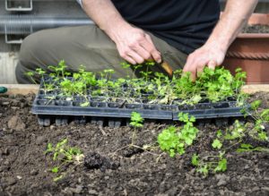 Our parsley was also started from seed indoors. This parsley, Petroselinum crispum, includes an organic selection flat leaf variety – it will also grow well in this raised bed.