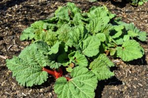 In the back of my flower cutting garden, I have a large bed of rhubarb growing fast - The tart, colorful stems grace pies and jams with tangy flavor.