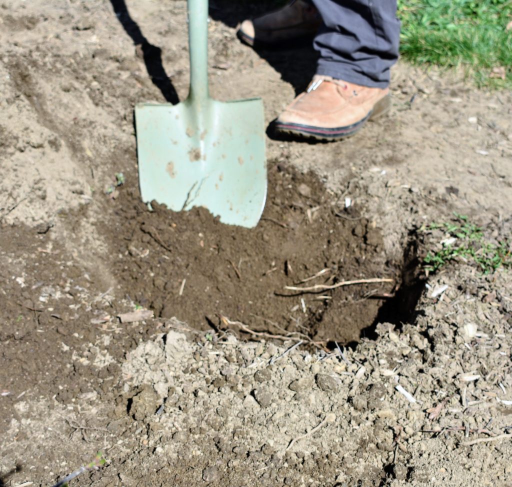 Moving My Gooseberry Bushes - The Martha Stewart Blog