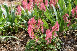 Bright colorful flowers rising above neat mounds of delicate foliage make corydalis perfect for shady borders. Of the 300 or so species of corydalis with differing colors, these are dark pink flowers growing near my blog studio.