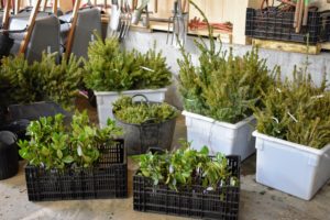 I’ve bought many trees from Musser Forests Inc. over the years and have always been very pleased with their specimens. As soon as they arrive, the roots of the plants are immersed in water, so they can soak – doing this gives the plants a better start. http://www.musserforests.com