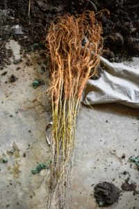 Healthy bare-root cuttings should not have any mold or mildew on the plants or on their packaging. The branches should be mostly unbroken, and roots, rhizomes, and other parts should feel heavy – not light and dried out. These bare-root cuttings are Osage orange trees.