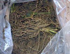 Last October, we received a delivery of several big boxes filled with healthy bare-root hostas. Bare-root plants get off to a more vigorous start because their abundant, fibrous roots have already had a chance to develop unrestricted.