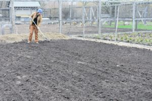 Zoe goes over the area with a rake to level out the bed and to remove any organic matter left over from the last planting season.