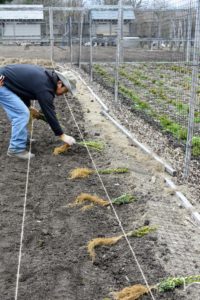 Before planting, Dawa secures twine at the fence line, so everything can be planted perfectly straight. Once the twine is secure, several boxwood seedlings are placed evenly along the length of the twined row.
