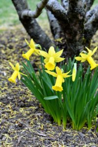 I plant early, mid and late season blooming varieties so that sections of beautiful flowers can be seen throughout the season. I can't wait to show you the gorgeous daffodils in the long border along one side of the farm - they will all be open very soon.