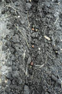 Sow seeds four to six weeks before the last spring frost, when soil temperatures reach 45-degrees Fahrenheit.