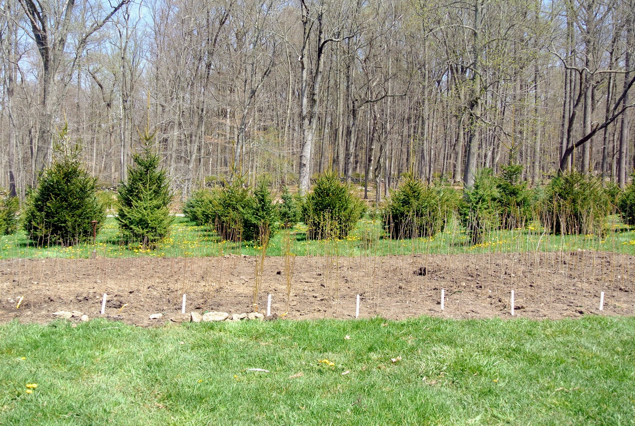 The Martha Stewart Blog : Blog Archive : A Field of Young Trees