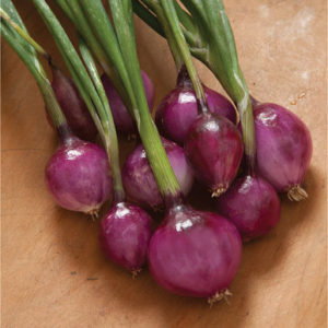 'Purplette' onions are early purple-red-skinned minis. These flavorful specialty onions mature early and hold well. 'Purplette' has a glossy rich burgundy color, transforming to a nice pastel pink when cooked or pickled. (Photo from Johnny's Selected Seeds)