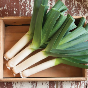 Leeks look like overgrown green onions but have a milder, more delicate flavor than onions. 'Tadorna' leeks are vigorous growers producing a medium-length white shank and contrasting, very dark blue-green foliage. (Photo from Johnny's Selected Seeds)
