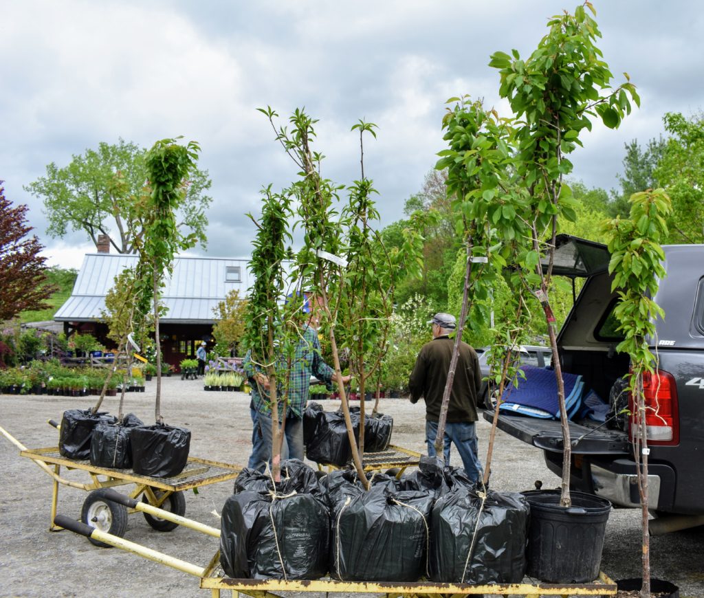 Fruit Trees from Windy Hill Farm - The Martha Stewart Blog