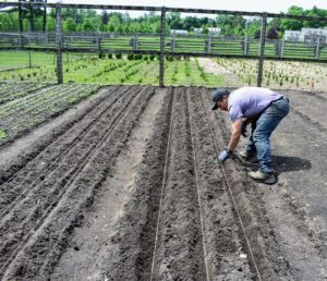 Here are two of our four beds of trenches almost ready for planting. Potatoes can be planted in cooler soils at least 40-degrees Fahrenheit. They do best as rotation crops and should be placed away from where potatoes, tomatoes or peppers were grown in the last two years.