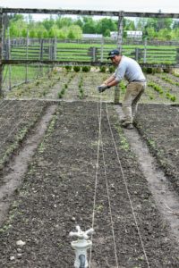 The rows are perfectly spaced in the bed. Phurba looks back often to ensure the twine is pulled taut and straight. When planting onions, select a location with full sun where they won’t be shaded by other trees or plants. The best soil for onions is well-drained, loose and rich in nitrogen. Onions are heavy feeders and require constant nourishment if they are to produce big bulbs.