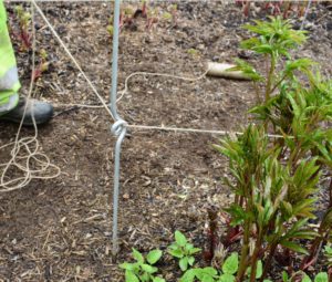 Once all the stakes are in place, the crew laces twine through the middle stake eyes in a zigzag pattern all the way down the row. Herbaceous peonies need an area with fertile, well-drained soil and full sun.