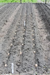 If the eyes are not planted faced up, it’s not the end of the world – the potatoes will find their way, but it may take a little longer for them to develop and grow.