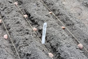 As each row is planted, Ryan places a marker, so every variety can be identified. Trenches should also be at least one to two feet apart to give the potato plants ample room to develop.