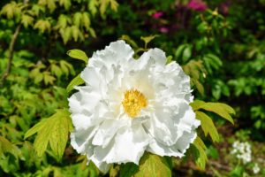 This is just one of my many amazing tree peonies, which do not die back to the ground in autumn. Like a rose bush, tree peonies drop their leaves and their woody stems stand through the winter. I will share more of these peonies also in an upcoming blog.