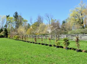 Here is a line of potted trees on the opposite side of this paddock.