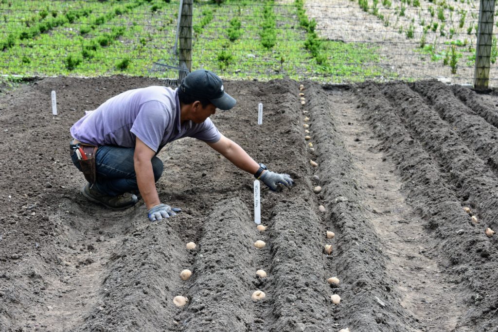 Planting Potatoes - The Martha Stewart Blog