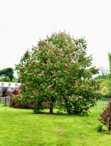Here is another American horse chestnut in glorious bloom. These trees have dark green, coarse-textured foliage that bring out the bright salmon pink flowers.
