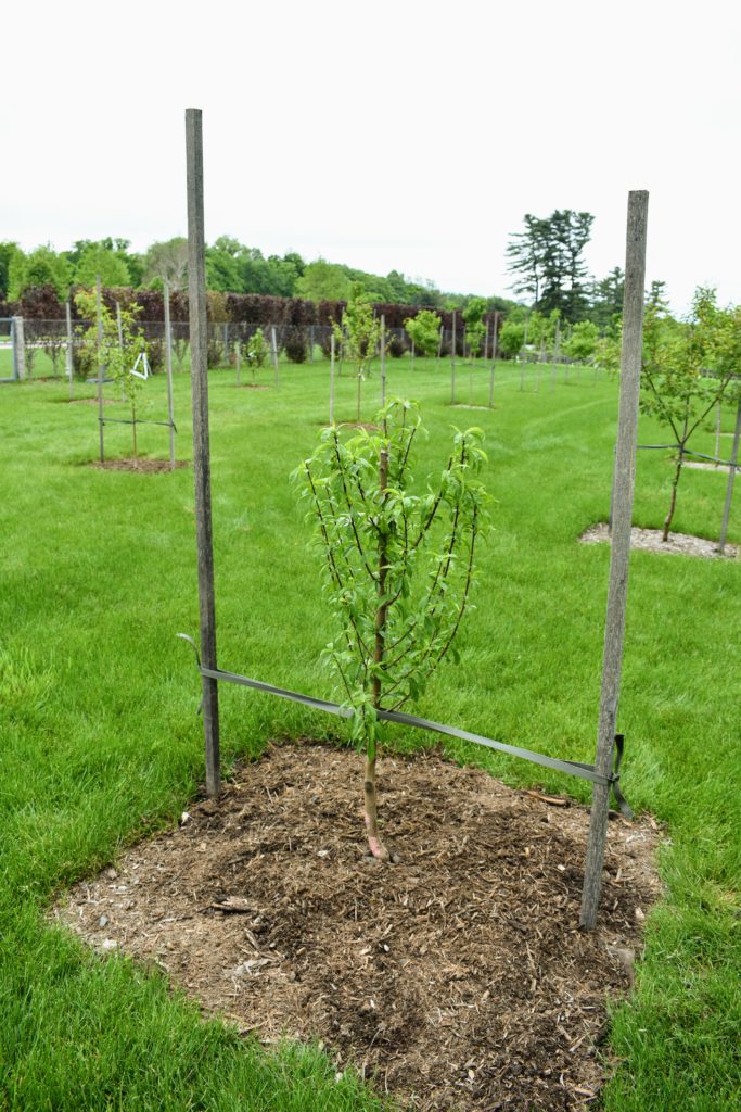 Fruit Trees from Windy Hill Farm - The Martha Stewart Blog